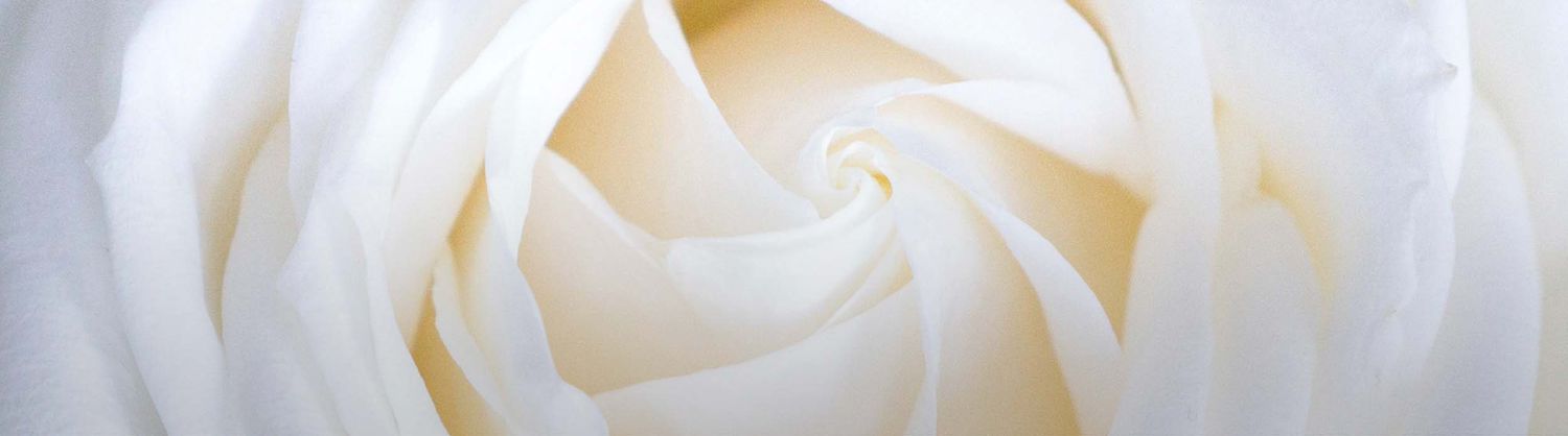 close up image of a white rose from the top
